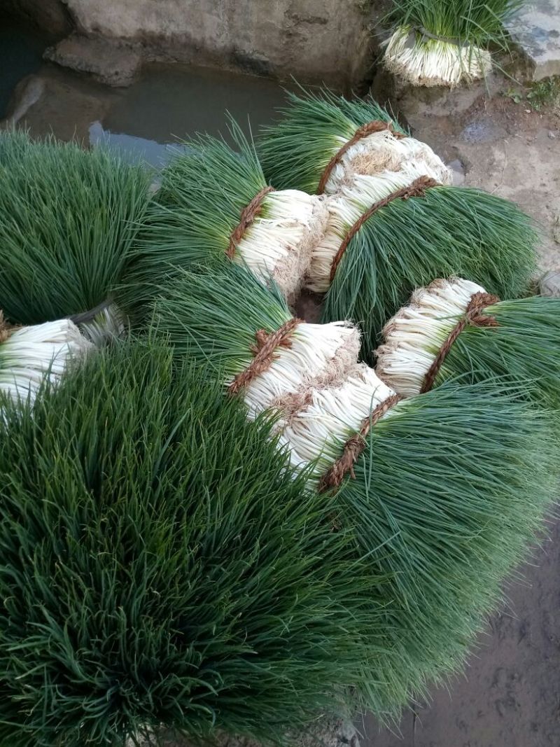 大葱25~30cm净葱2cm左右