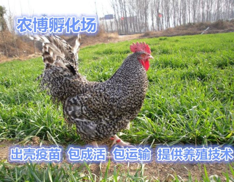 芦花鸡苗黑羽芦花鸡苗小种黑羽芦花鸡苗