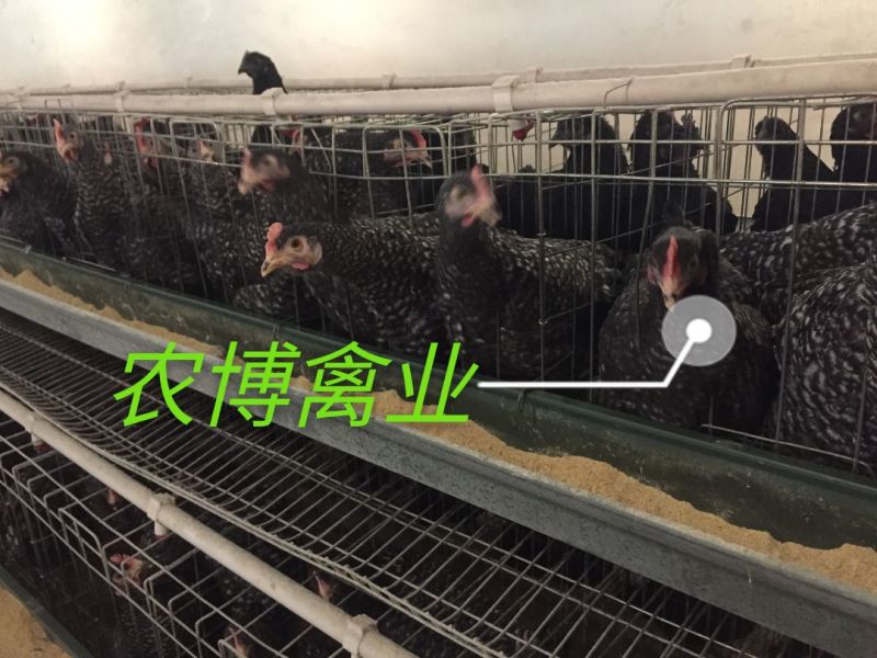 芦花鸡苗黑羽芦花鸡苗小种黑羽芦花鸡苗