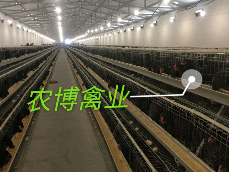 芦花鸡苗黑羽芦花鸡苗小种黑羽芦花鸡苗