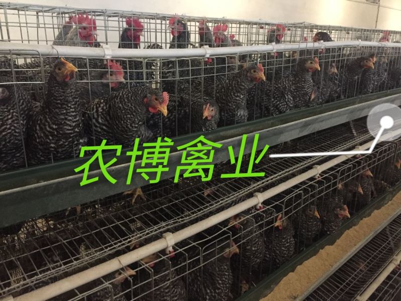 芦花鸡苗黑羽芦花鸡苗小种黑羽芦花鸡苗