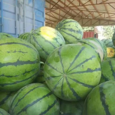 饶阳西瓜🍉大量成熟