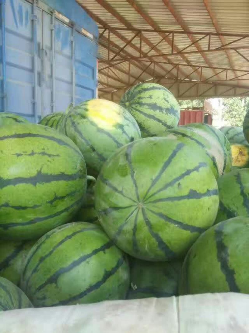 饶阳西瓜🍉大量成熟