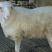 绵羊种羊屠宰羊大量出栏，全国发货，货到付款