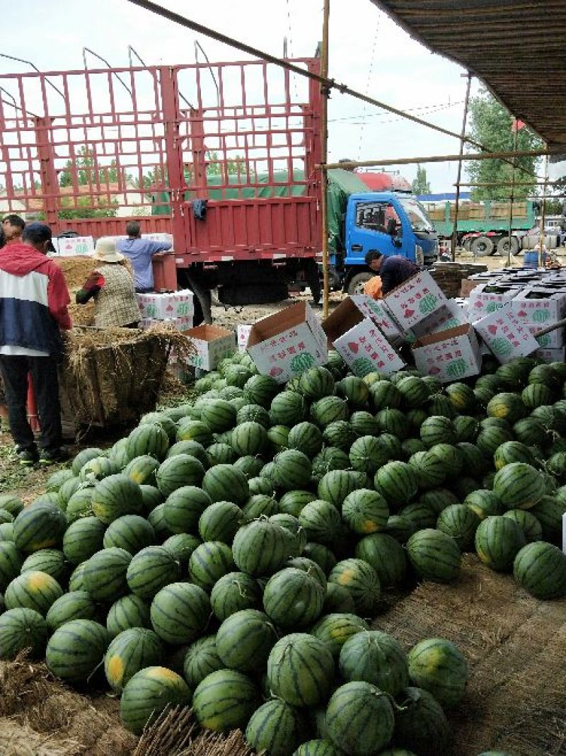 山东甜王西瓜大量上市产地直销保质保量欢迎全国客商前来资询
