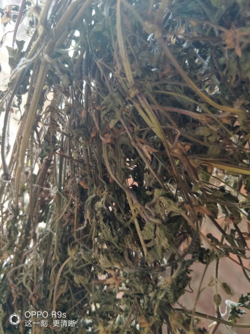 老鹳草