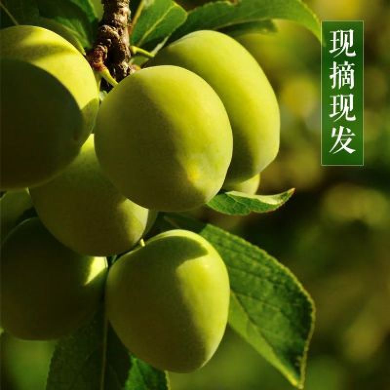 10斤装2018年新鲜泡酒青梅