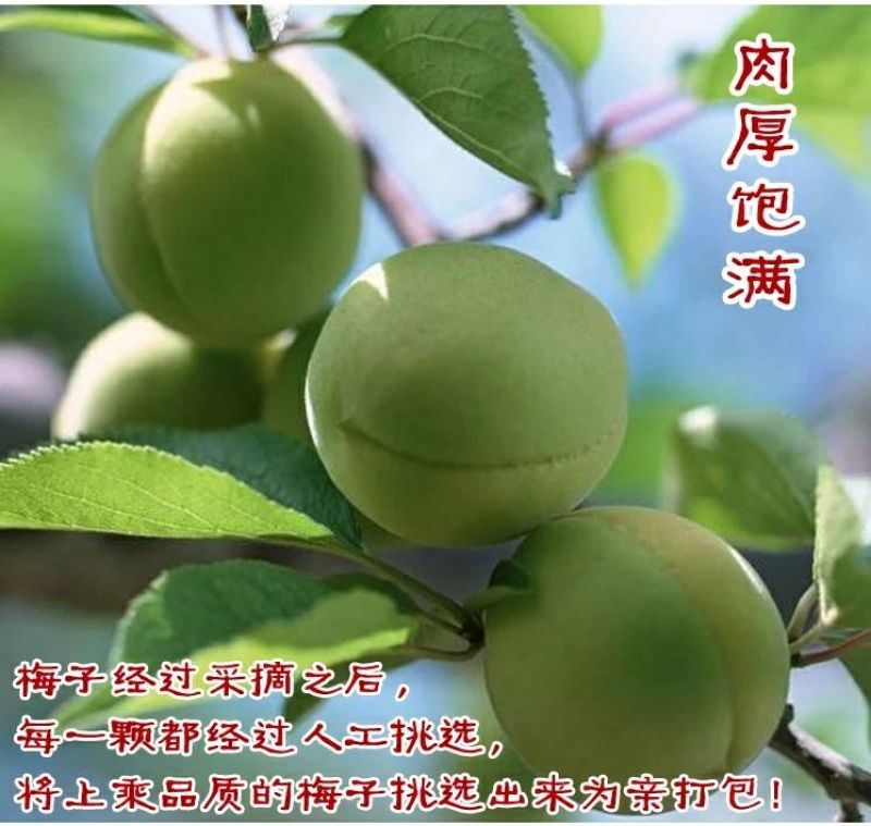 10斤装2018年新鲜泡酒青梅