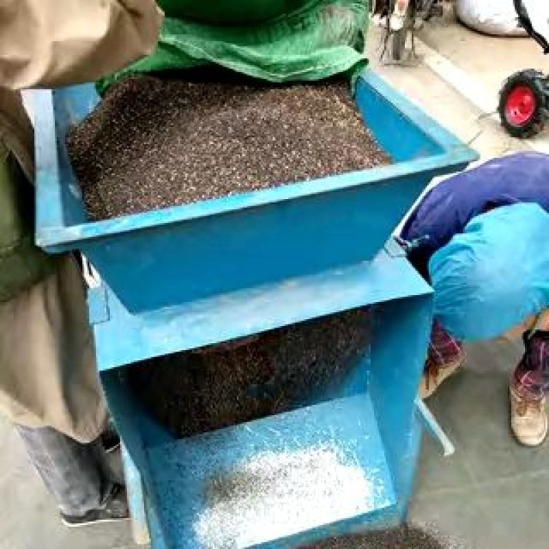 瞿麦籽五彩石竹
