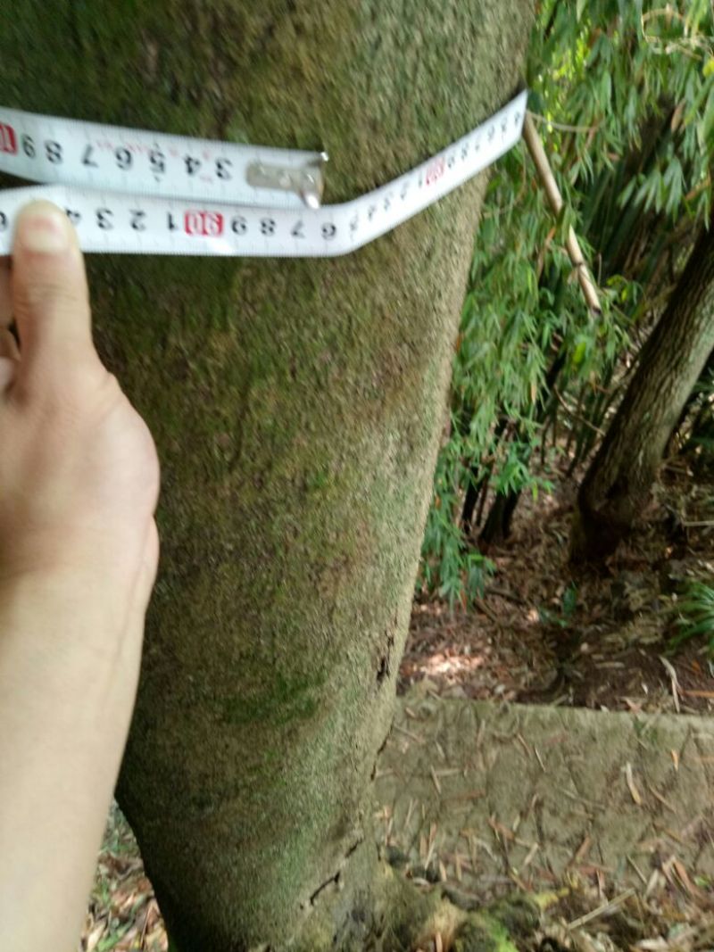 皂角树