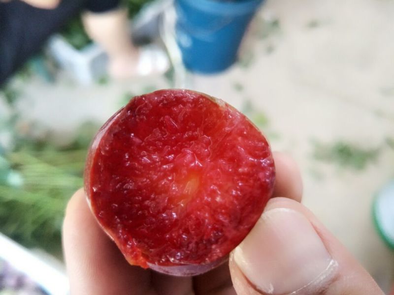 四川攀枝花盐边李子上市。蜜李待发。