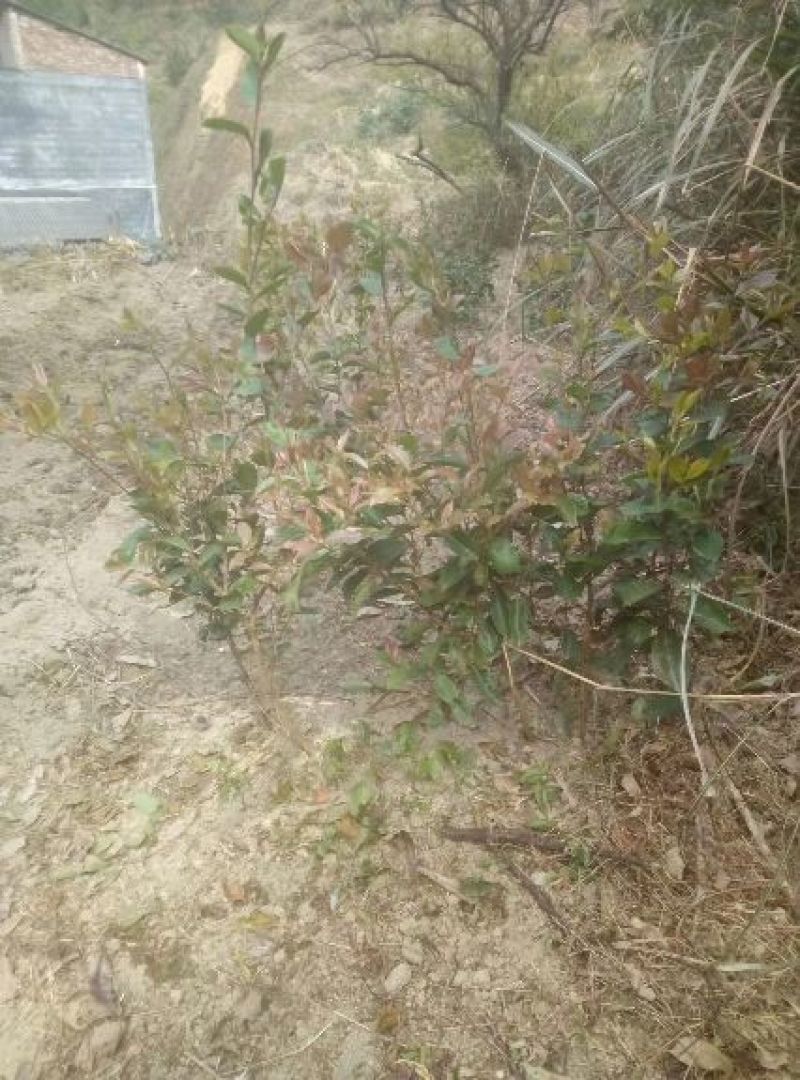 茶花苗大苗