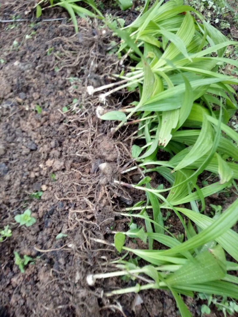 白芨露天种植大田苗，紫花三叉大白芨多芽高产高含量