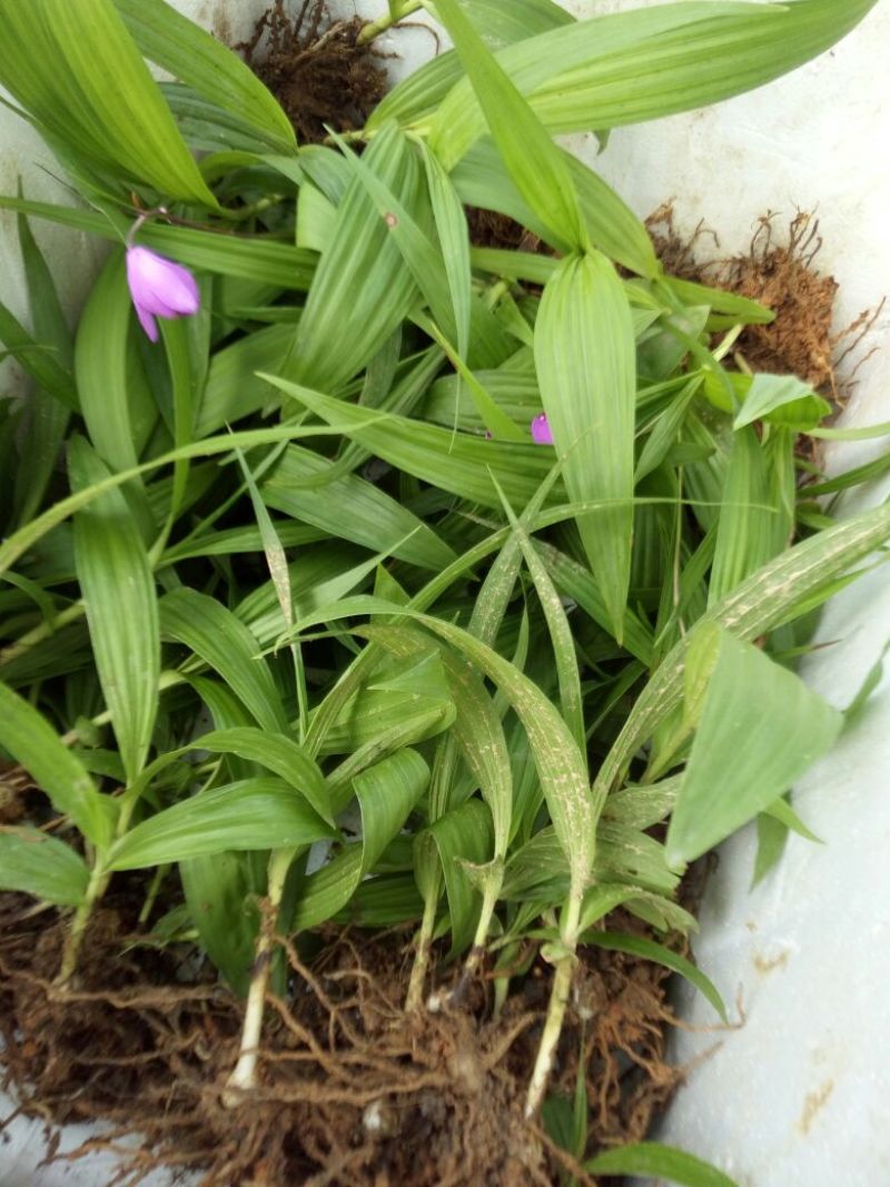 白芨露天种植大田苗，紫花三叉大白芨多芽高产高含量