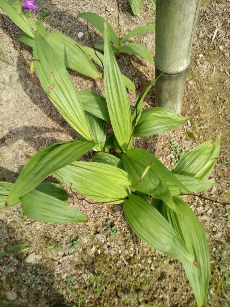 白芨露天种植大田苗，紫花三叉大白芨多芽高产高含量