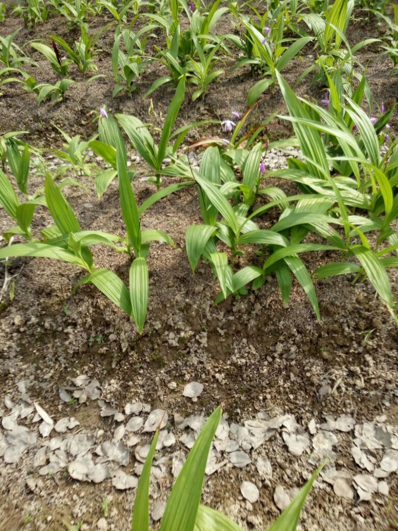 紫花三叉白芨块茎苗，基地供应芽头多产量高