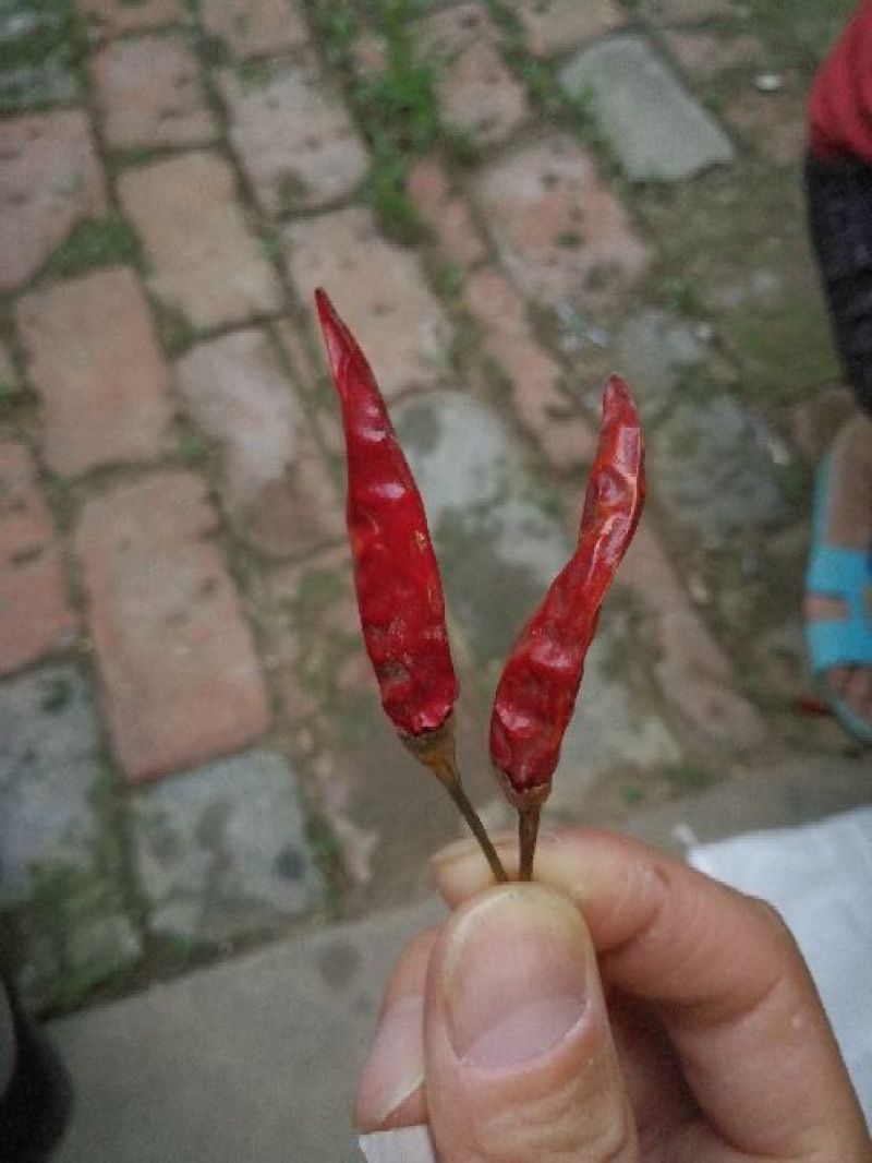 朝天椒干