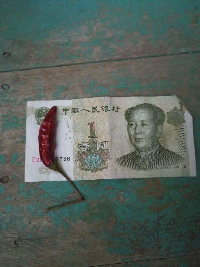 朝天椒干