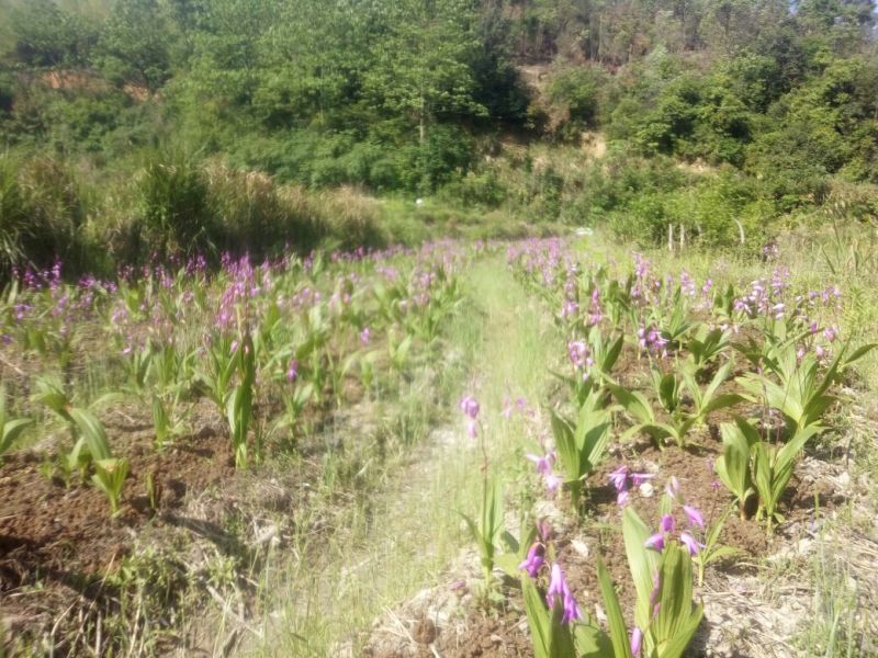 紫花三叉白芨块茎苗，基地供应芽头多产量高
