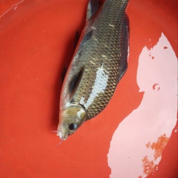 湘云鲫