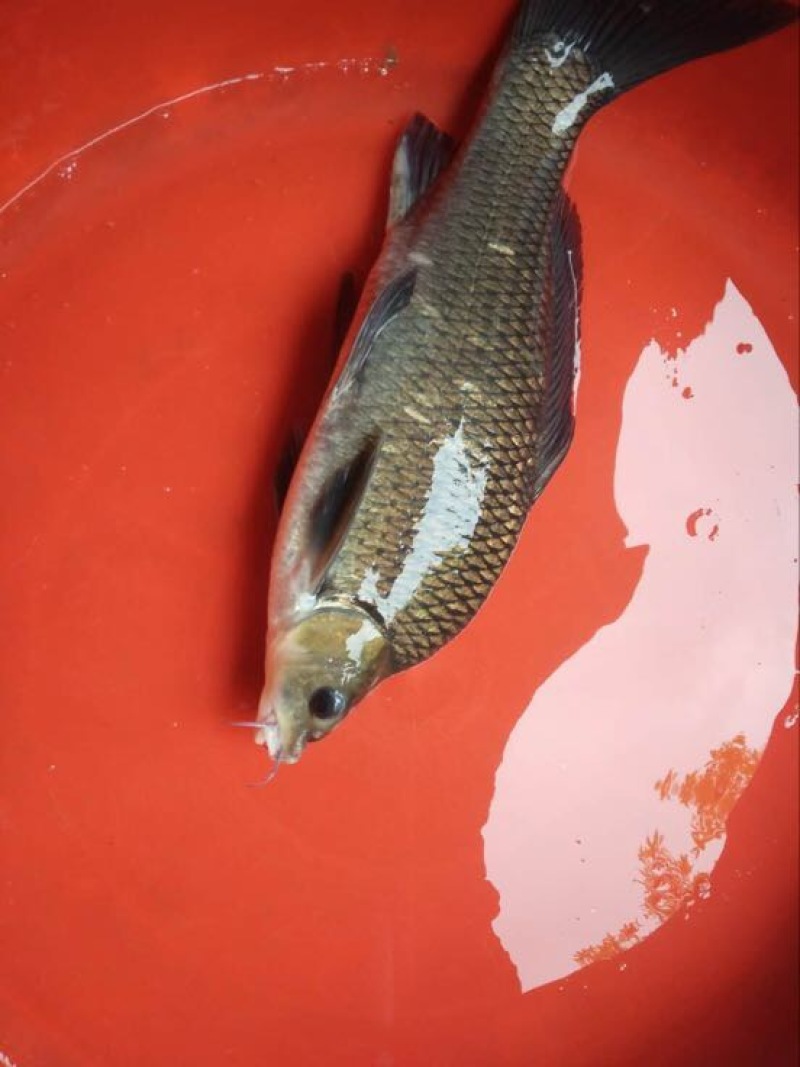 湘云鲫
