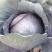 紫甘蓝精品1~2公斤