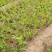 红王子锦带花苗10~20cm