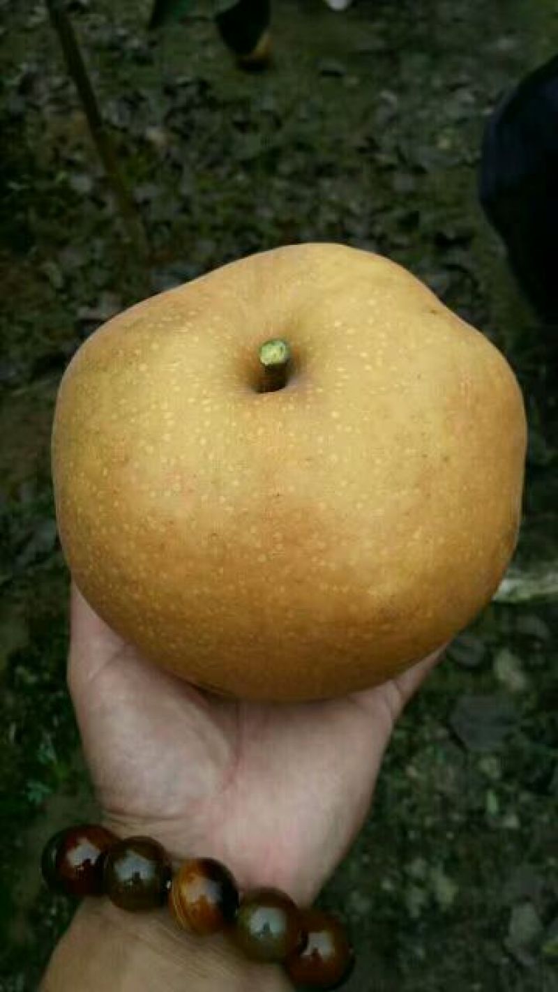 梨树