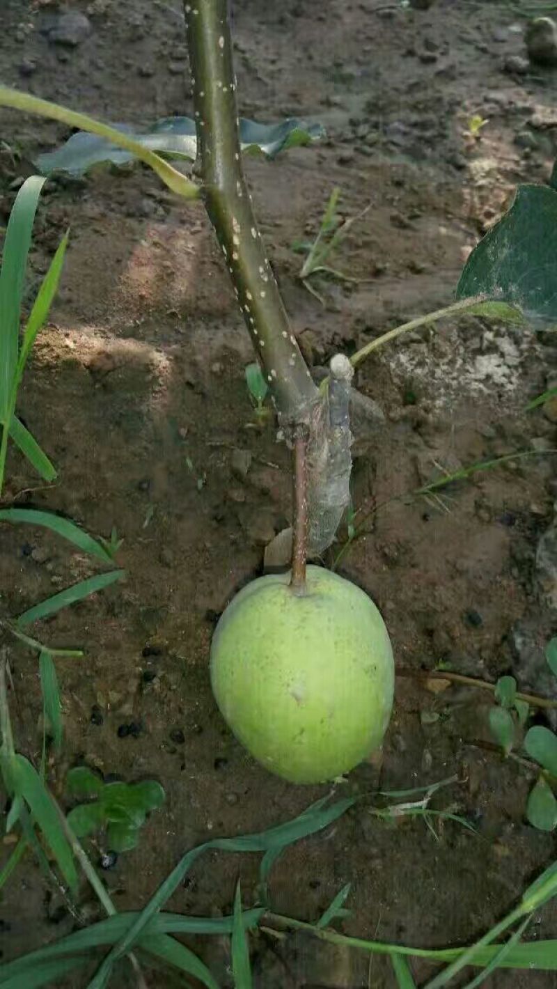 梨树