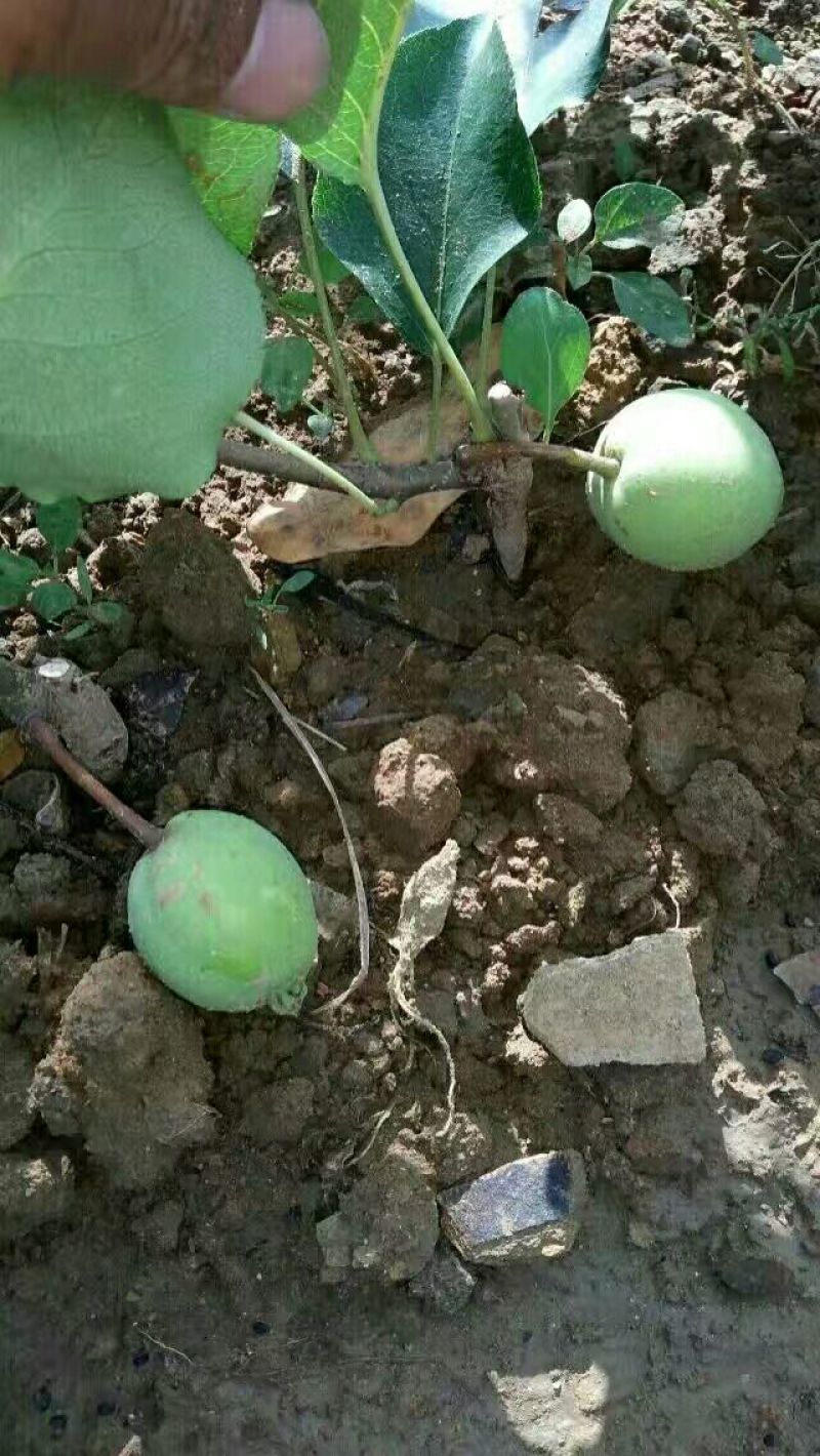 梨树