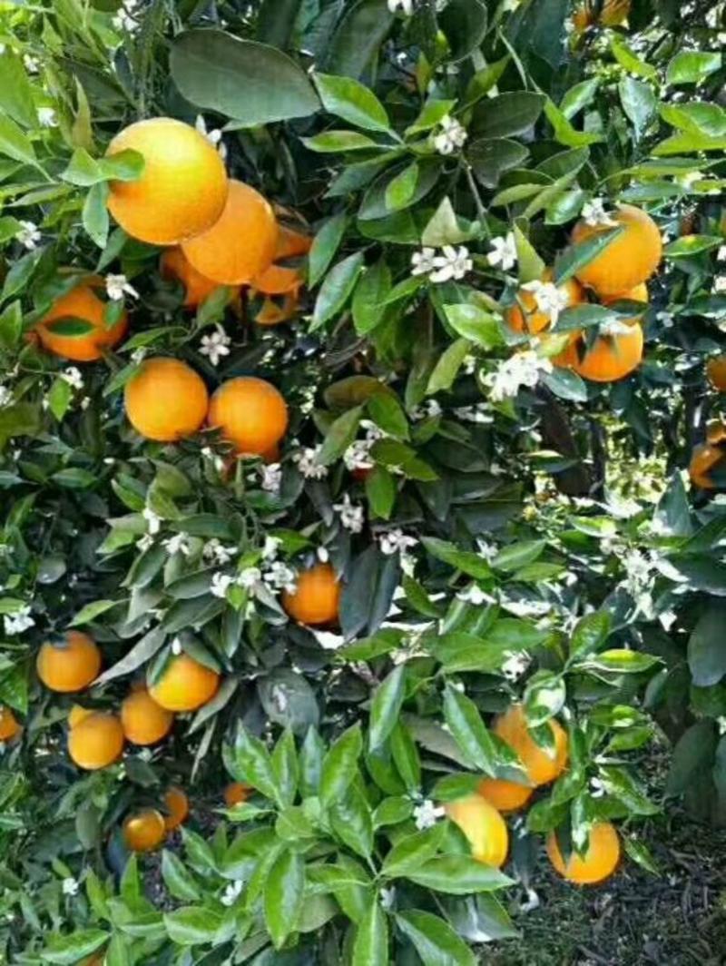 湖北宜昌秭归现摘夏橙柑橘当季薄皮橙子产地直销一手货源