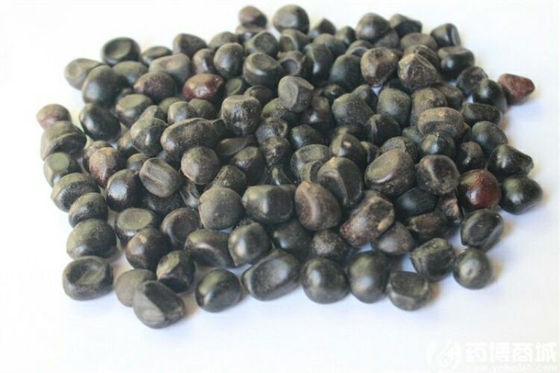 牡丹籽，牡丹种子，精品育苗种子，纯新种子，质量好价格低