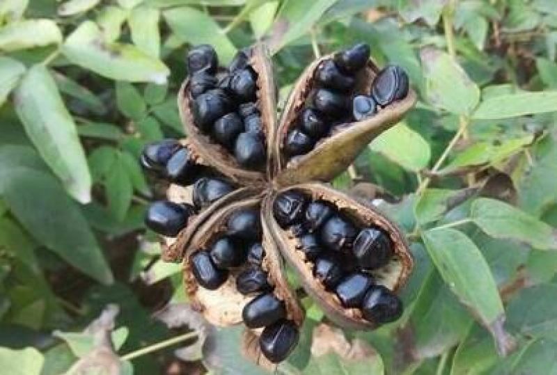 牡丹籽，牡丹种子，精品育苗种子，纯新种子，质量好价格低