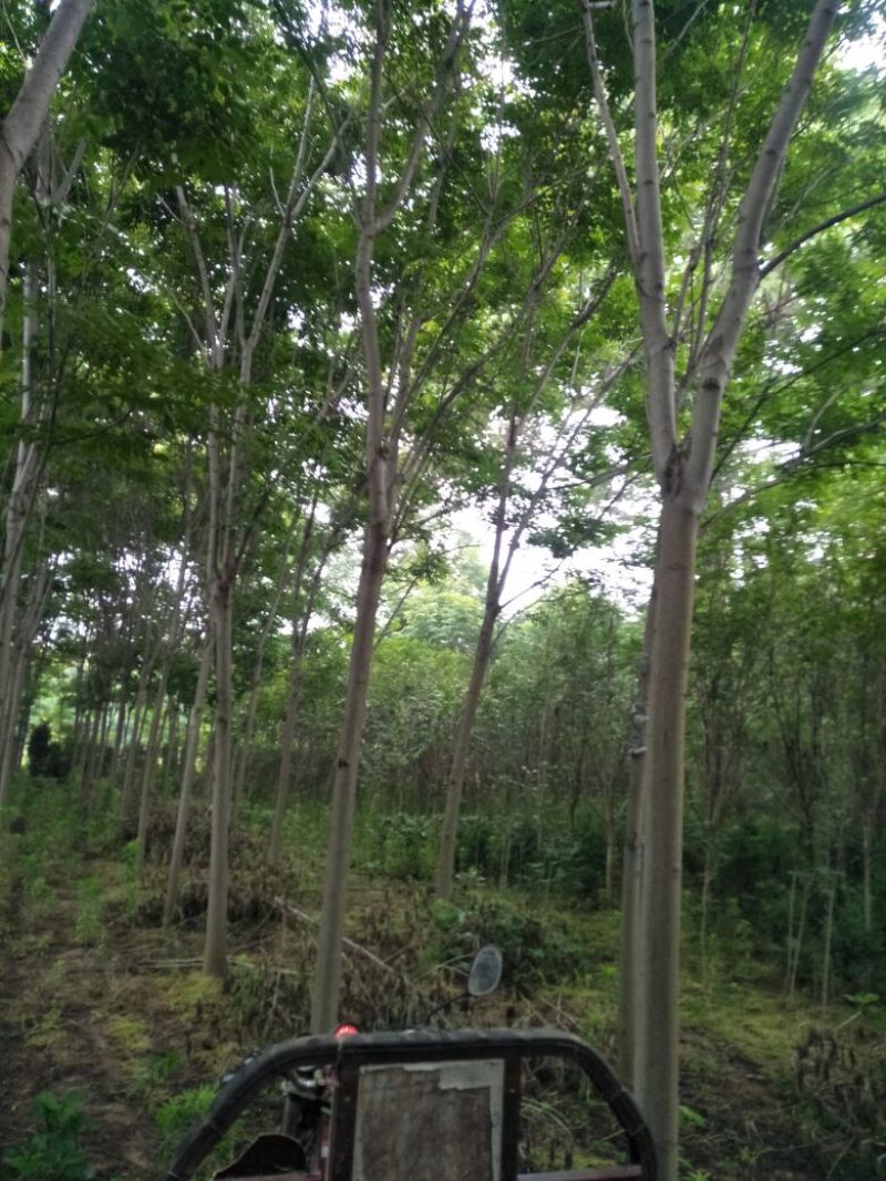 栾树