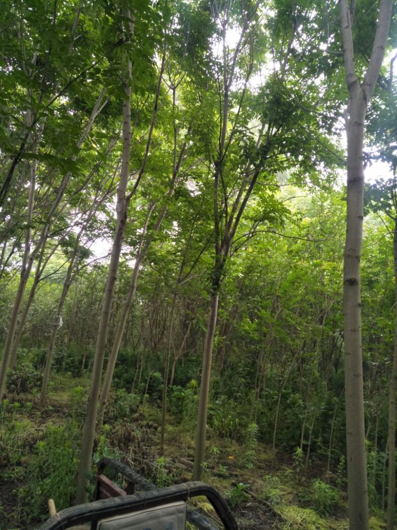 栾树