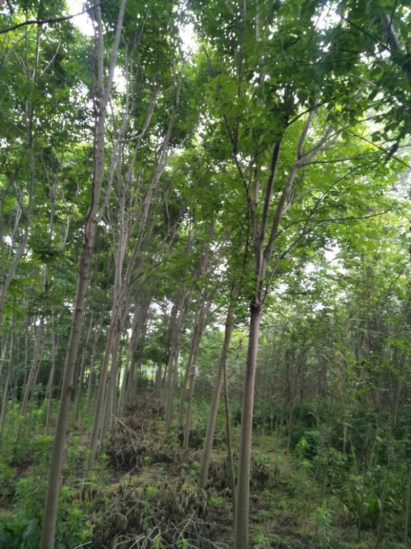 栾树