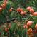 山东丰园红杏，大产区，产地直供，全国代发