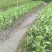 草果苗