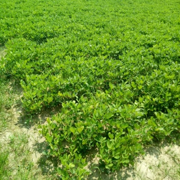 花生，鲜货，带壳