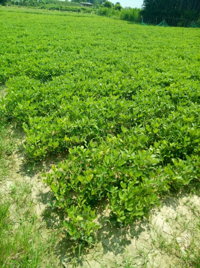 花生，鲜货，带壳