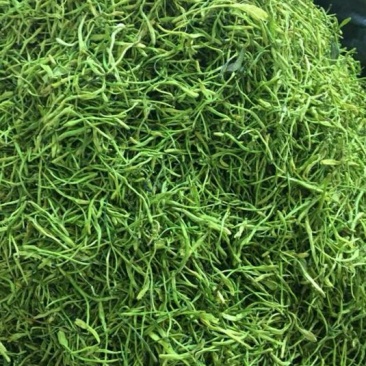 金银花色青色白黄色都有货