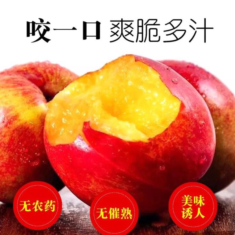 中农金辉油桃2两以上