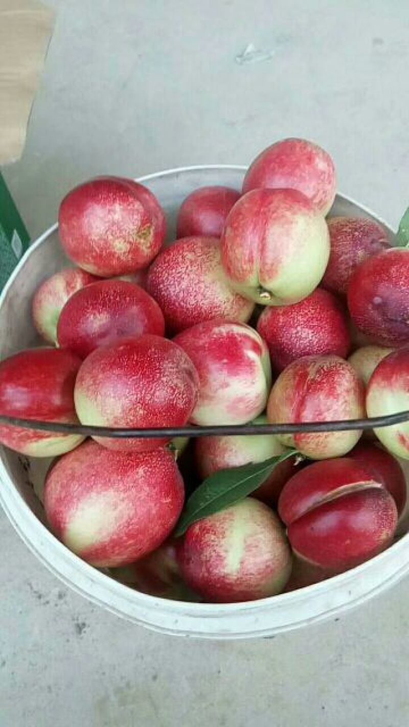 油桃