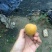 金太阳杏