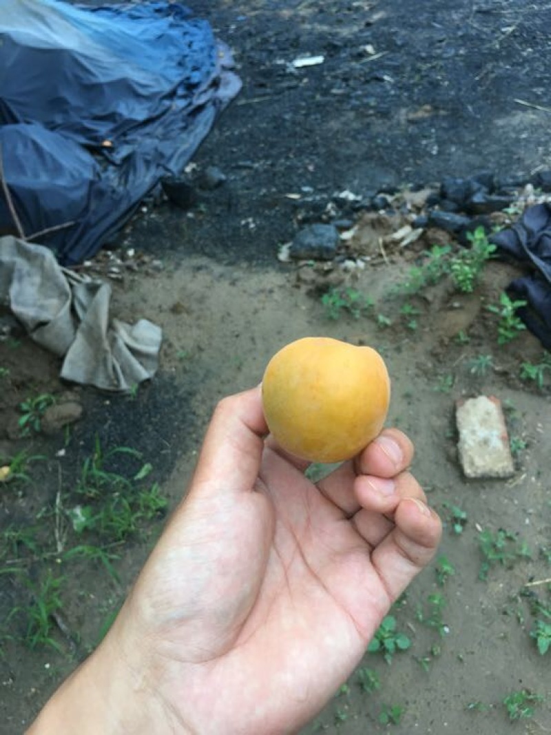 金太阳杏