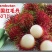 毛丹1.5~2cm