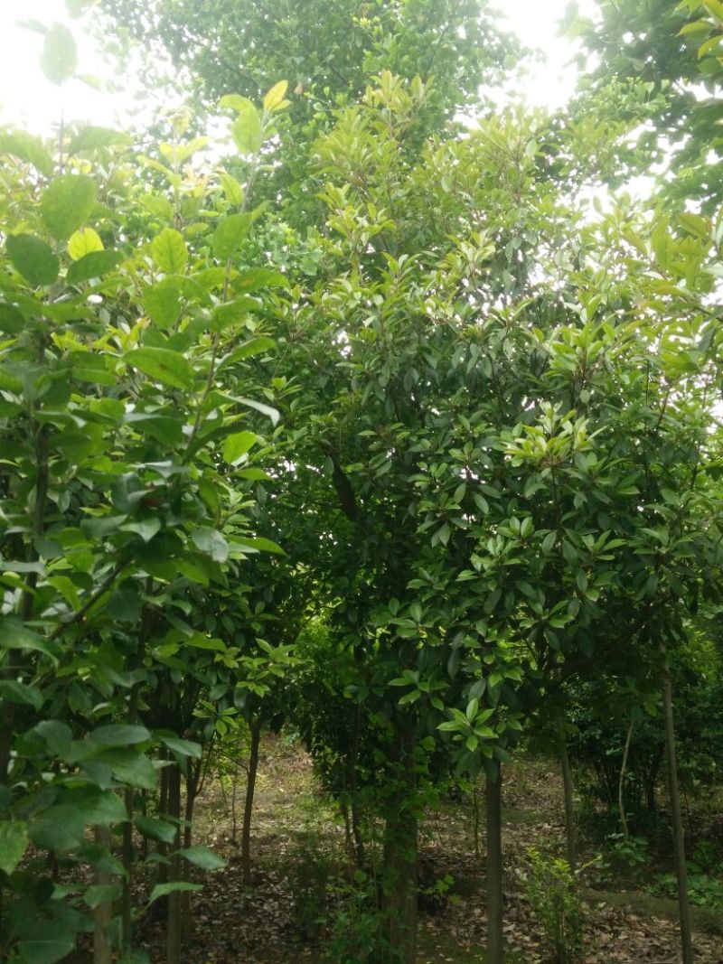 银杏树