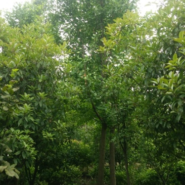 银杏树