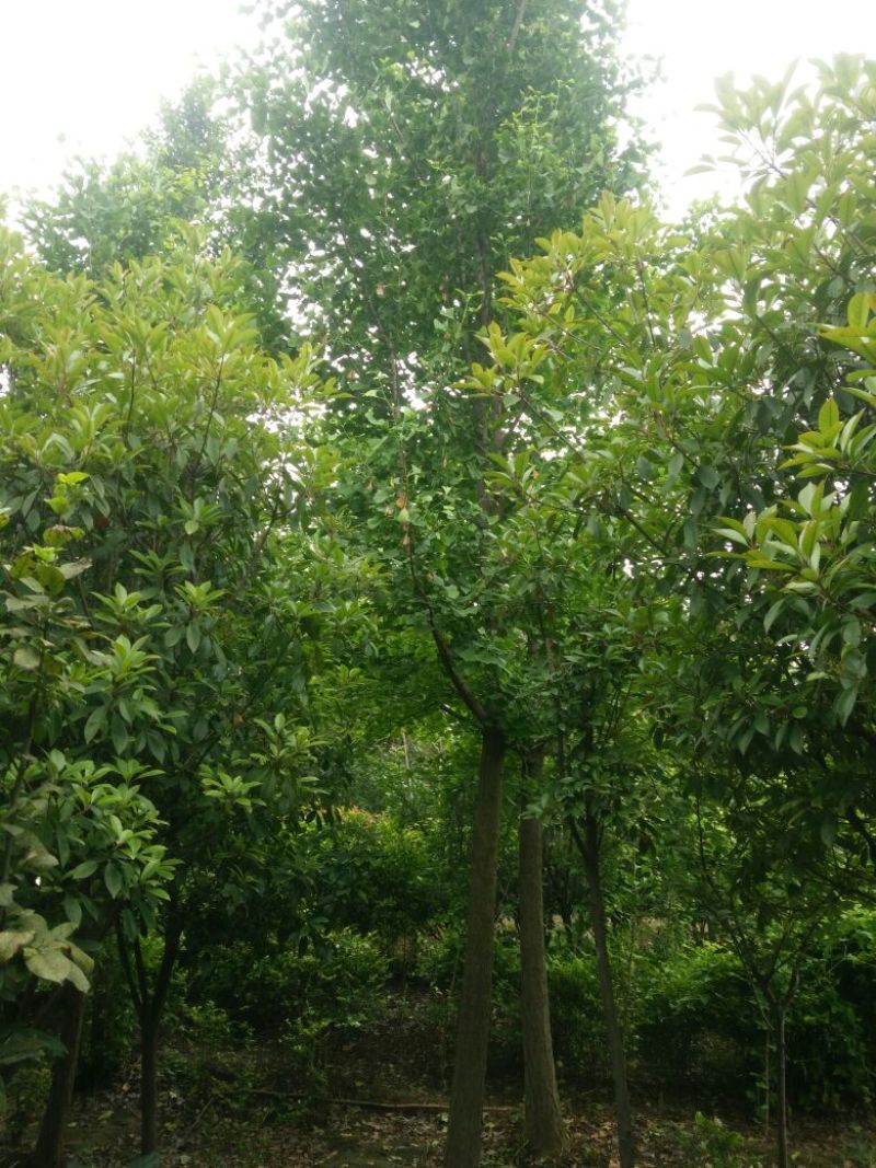 银杏树