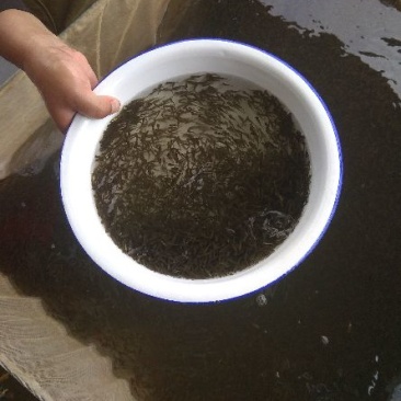 草鱼夏花